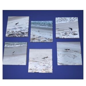 Canvas Pictures ~ Sand Pipers On The Beach ~ 6- 8” X 8” Pics